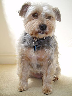 Tina - a weeks pet care Liverpool