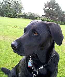 Labrador Esme - 2 weeks House Sitting Liverpool