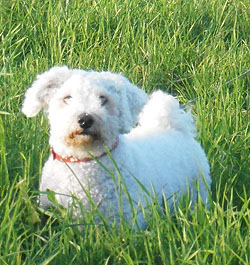 Bichon, Lennon, Home Boarding, Liverpool.